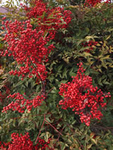 Nandina domestica 'Richmond'