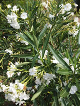 Nerium oleander 'Madonna grandiflora'
