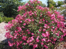 Nerium oleander 'Ruby Lace'