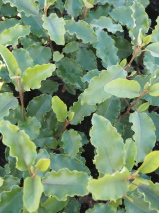 Olearia paniculata 'Akiraho'