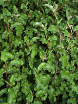 Olearia paniculata 