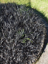 Ophiopogon planiscapus 'Black Dragon'