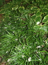 Ophiopogon japonicus 