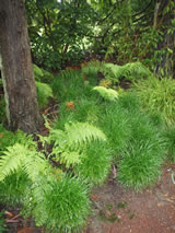 Ophiopogon planiscapus 