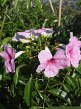 Pandorea jasminoides 'Rosea Superba'