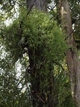 Parsonsia heterophylla 