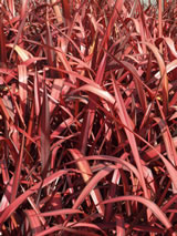 Phormium  'Evening Glow'