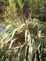 Phormium cookianum ssp, hookeri 'Tricolor'