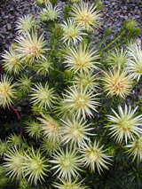 Phylica pubescens 