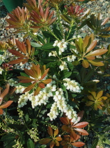 Pieris japonica 'Temple Bells'