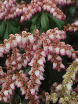 Pieris japonica 'Tickled pink'