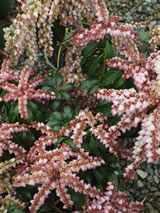 Pieris japonica 'Tickled pink'
