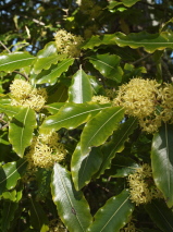 Pittosporum eugenioides. 