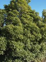 Pittosporum eugenioides. 