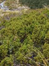 Podocarpus nivalis. 