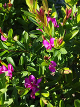 Polygala myrtifolia 'Grandiflora'