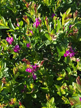 Polygala myrtifolia 'Grandiflora'