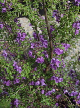 Prostanthera rotundifolia 'Edgintonii'