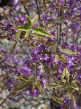 Prostanthera ovalifolia 'Variegata'