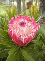 Protea neriifolia 'Pink Ice'