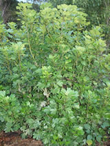 Pseudopanax lessonii 'Cyril Watson'