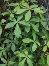 Pseudopanax lessonii 