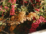 Pyracantha  Shawnee'