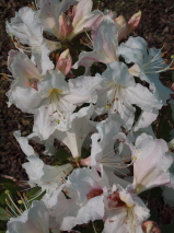 Rhododendron  'Harry Tagg'