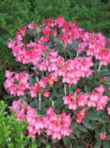 Rhododendron  'Winsome'
