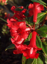 Rhododendron vireya 'Red Mountain'