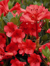 Rhododendron vireya 'Saxon Glow'
