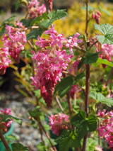 Ribes laurifolium 