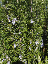 Rosmarinus officinalis 'Tuscan Blue'