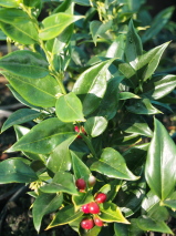 Sarcococca ruscifolia 