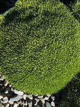 Scleranthus biflorus 