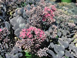 Sedum spathulifolium 'Andersonii'