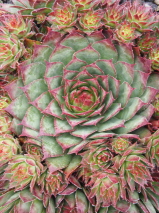 Sempervirum  'Pacific Rose Red'