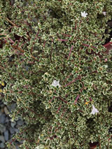 Serissa foetida 'Snowflake'