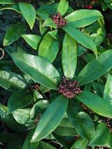 Skimmia japonica ssp. Reevesiana