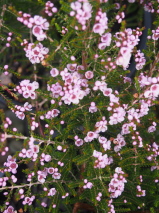 Thryptomene denticulata 