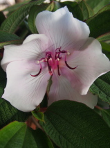 Tibouchina  'Moonstruck'