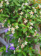 Trachelospermum asiaticum 