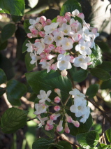 Viburnum  'Anne Russell'