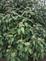 Viburnum rhytidaphyllum 