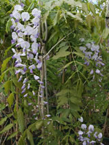 Wisteria hybrid 'Lavander lace'