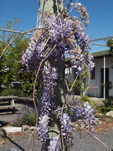 Wisteria sinensis 'Blue Sapphire'