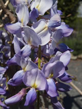 Wisteria sinensis 'Blue Sapphire'