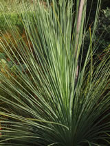 Xanthorrhoea australis 
