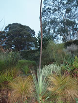Xanthorrhoea australis 