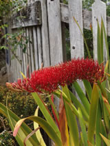 Xeronema callistemon 